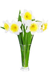 Beautiful spring three flowers : narcissus (Daffodil).
