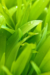 Spring grass with water drops