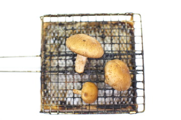 fresh mushroom champignon isolated on white background