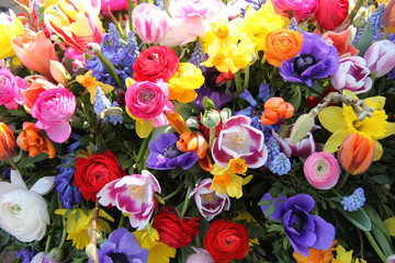 Fototapeta na wymiar Kolorowe kwiaty wiosny