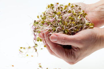 The healthy diet. Fresh sprouts isolated on white background