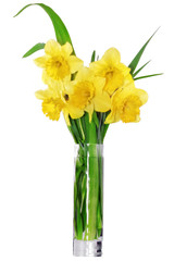 Beautiful spring flowers in vase: yellow   narcissus (Daffodil).