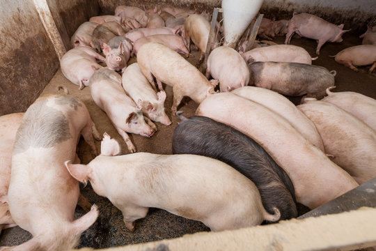 Pig Farm