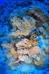 Marine Life in the Red Sea