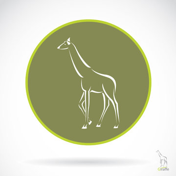 Vector image of an giraffe , illustration - vector