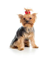 yorkshire terrier isolated on white background