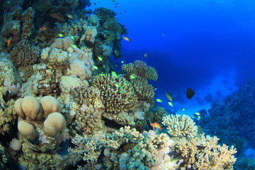 Obraz na płótnie Canvas Marine Life in the Red Sea