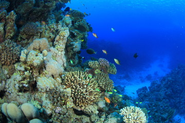 Fototapeta na wymiar Marine Life in the Red Sea