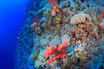 ELPHINSTONE REEF