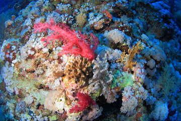 ELPHINSTONE REEF