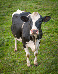 Calf in meadow