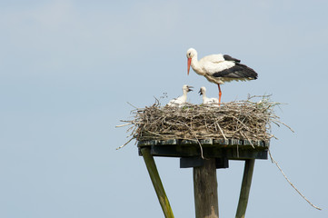 A stork standing in nest watching over, nursing and feeding two - 51328546