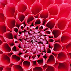 Fiery red bulb Dahlia in extreme closeup