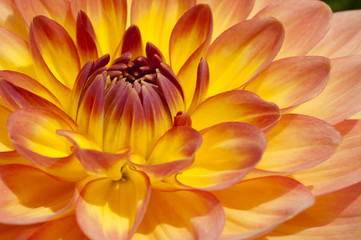 Fiery yellow, orange bulb Dahlia in extreme closeup