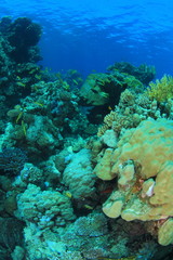 Marine Life in the Red Sea