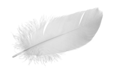 single gray pigeon feather on white