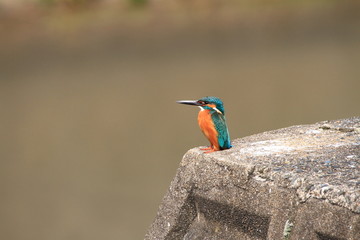 カワセミ