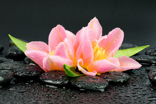 Fototapeta Tulipany na kamieniach do spa