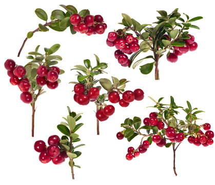 six branches of red cowberries collection
