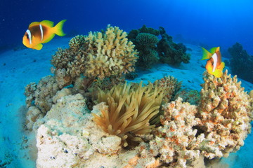 Naklejka na ściany i meble Marine Life in the Red Sea