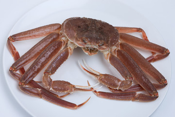 生のズワイガニ