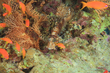 Marine Life in the Red Sea