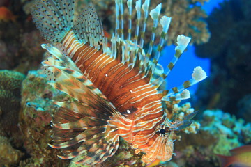 Marine Life in the Red Sea