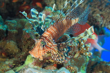 Marine Life in the Red Sea