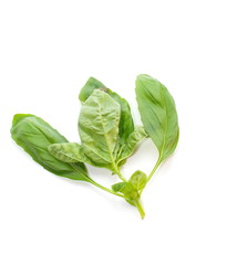 Sweet basil leaves isolated on white background