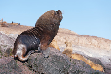 Fototapeta premium Sea lions, Puerto Deseado, Patagonia, Argentina