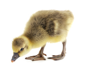 little gosling isolated