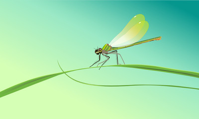 dragonfly sitting on a blade of grass - obrazy, fototapety, plakaty