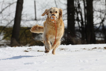 Golden Retriever im Schnee