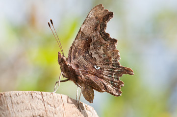 Brown and orange butterfly, close up