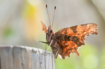 Brown and orange butterfly, close up