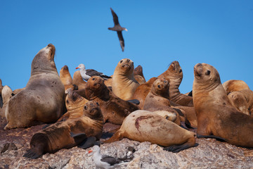 Sea lions, Puerto Deseado, Patagonia, Argentina