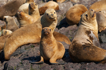 Fototapeta premium Sea lions, Puerto Deseado, Patagonia, Argentina