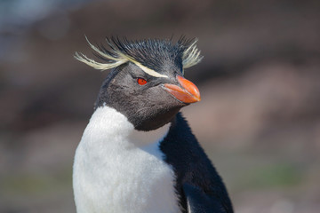 Naklejka premium Rockhopper penguin, Puerto Deseado, Patagonia, Argentina
