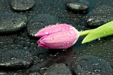 Tulipan z kamieniami do spa © CUKMEN