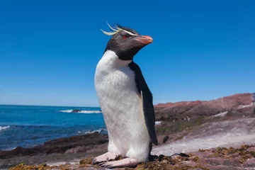 Outdoor-Kissen Rockhopper penguin, Puerto Deseado, Patagonia, Argentina © sunsinger