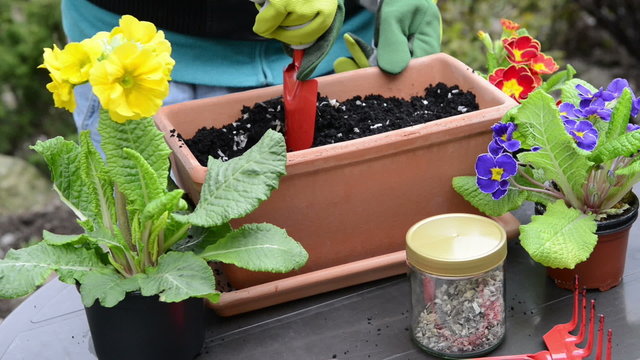 Planting primrose into a balcony flower box