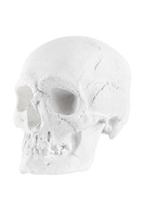 human skull on white background