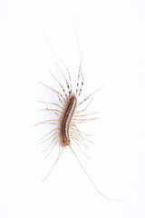 house centipede (Scutigera coleoptrata) isolated on white
