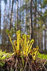 Closeup of young fern