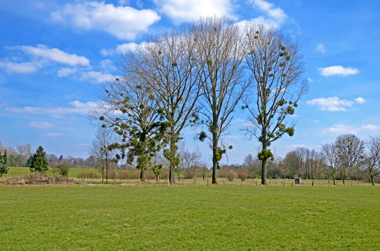 B&auml;ume mit Mistelzweige im Fr&uuml;hling