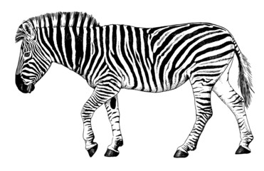 Black and white vector drawing of a Zebra walking - obrazy, fototapety, plakaty