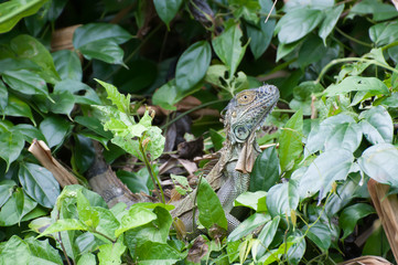 Obraz premium Leguan