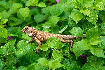 Fototapeta premium Moustached Crested Lizard in the wild of rainy season.