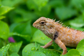 Moustached Crested Lizard in the wild of rainy season.