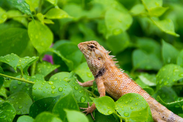 Moustached Crested Lizard in the wild of rainy season.